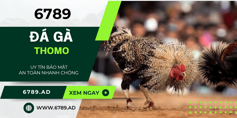 Đá gà Thomo: Chơi ngay trên 6789, cơ hội nhận thưởng không giới hạn