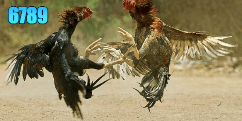 Đá gà Thomo là địa điểm tổ chức các trận đấu gà kịch tính, máu lửa