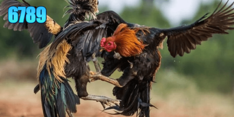 Mãn nhãn với những trận đấu đà gà đỉnh cao, nơi hội tụ các chiến kê dũng mãnh