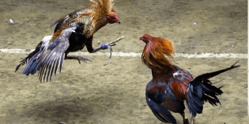 Trải nghiệm đá gà Thomo đỉnh cao trên 6789