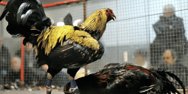 Các chiến thuật quan trọng trong game này