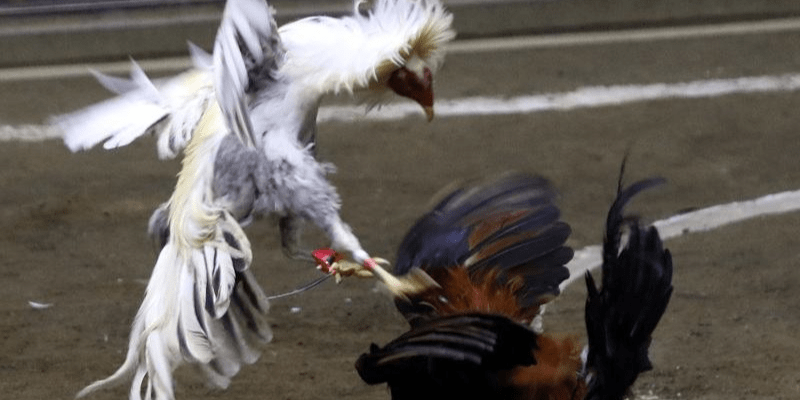 Những yếu tố quan trọng cần biết khi chơi đá gà cựa sắt cho người mới