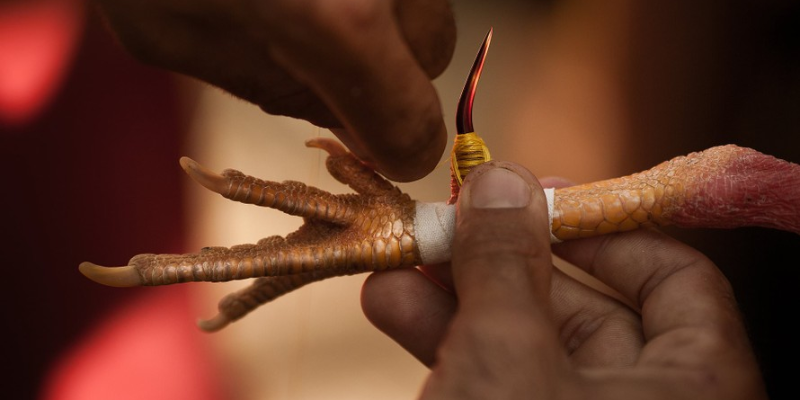 6789.ad – Trang cá cược uy tín hàng đầu