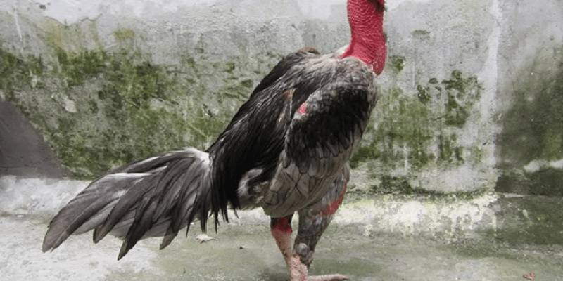 Dựa vào kích thước chiến kê