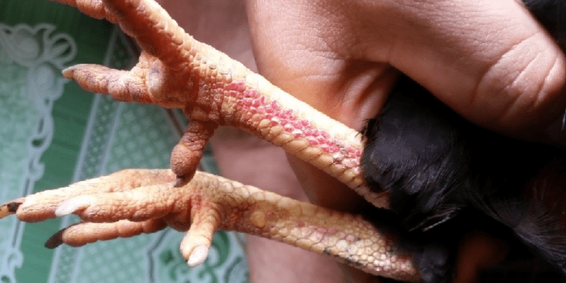 Vảy án thiên có ý nghĩa gì?