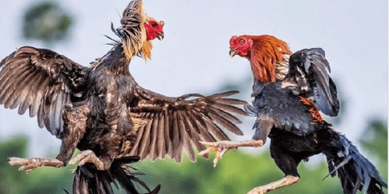 Vảy lạc diệp có nhiều tác dụng trong phong thủy