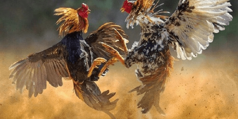 Vảy có đặc điểm gì?