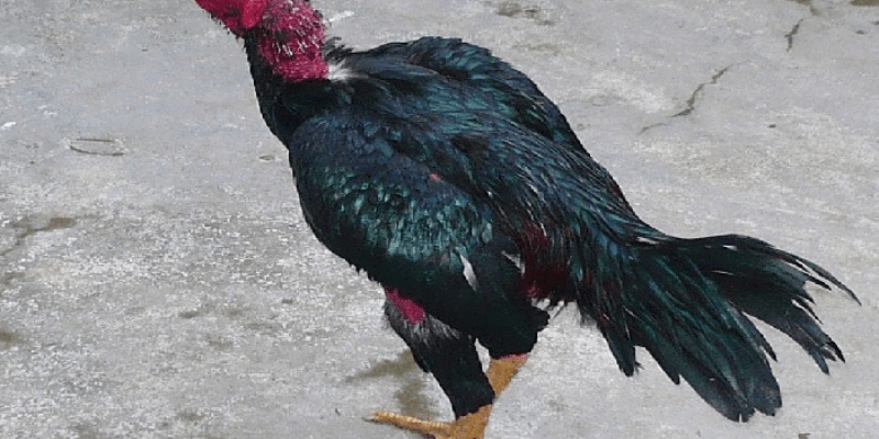 Cho gà luyện tập thường xuyên