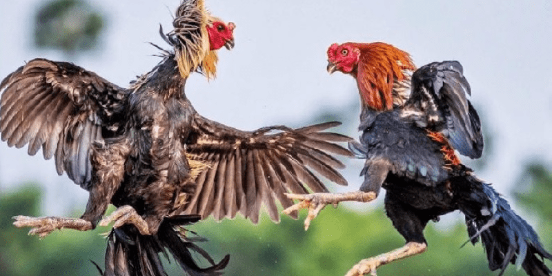 Chọn vảy án thiên cần lưu ý gì?