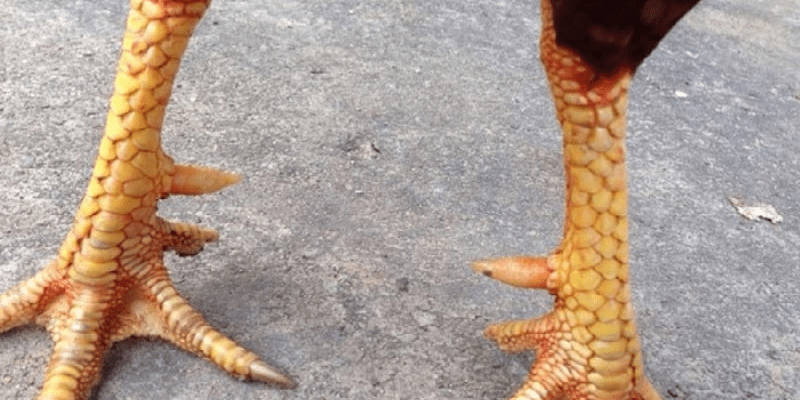 Vảy án thiên là gì? 3 giống gà thường có vảy án thiên