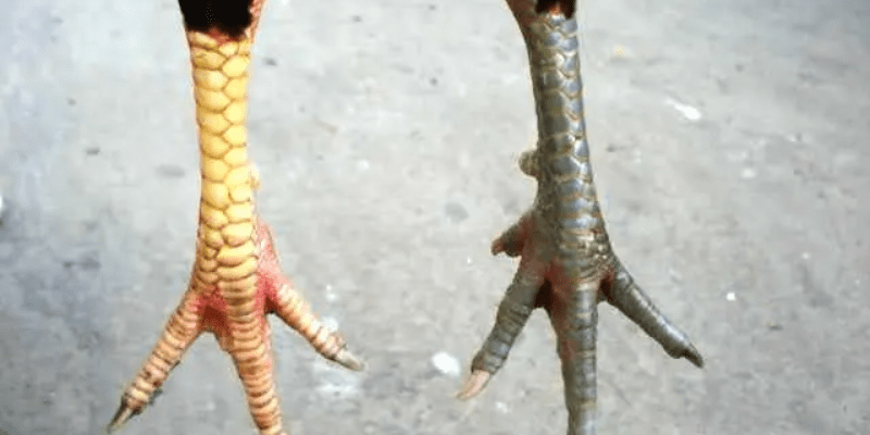 Vảy lạc diệp là gì?