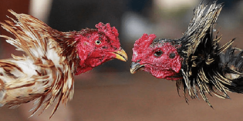 Vảy án thiên là gì?