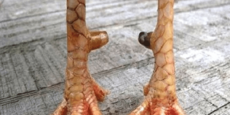 Vảy xuyên đao là gì?