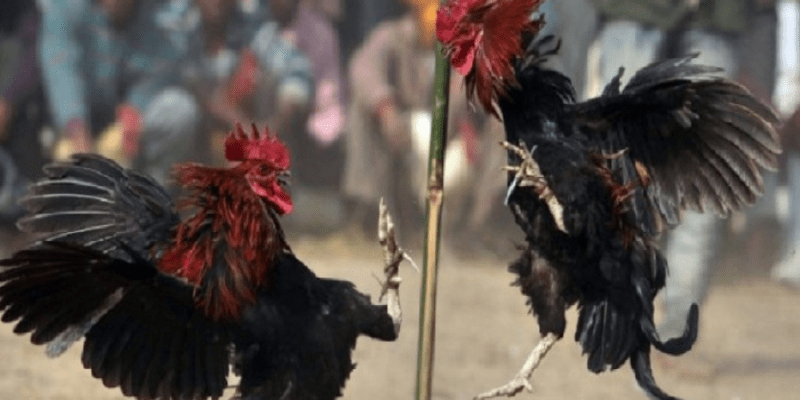 Gà chọi có vảy xuyên đao mạnh thế nào?