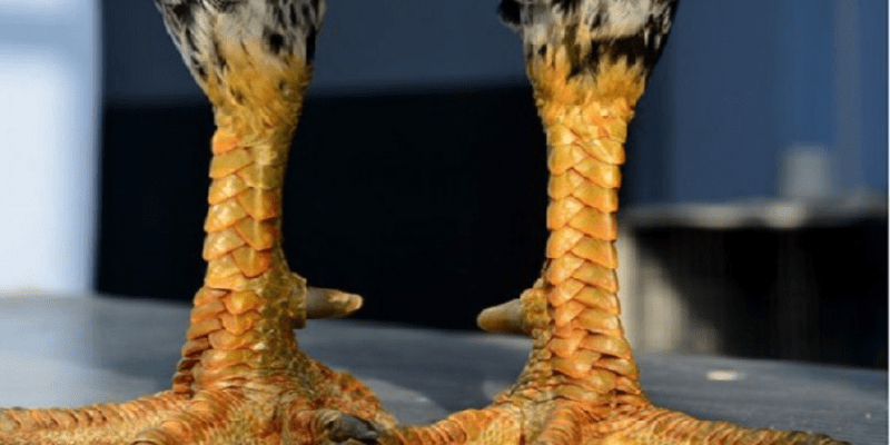 Có nhiều loại vảy liên quan