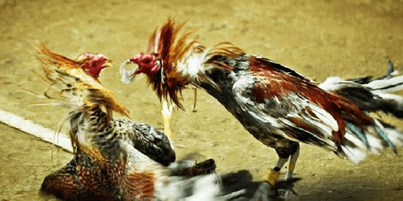 Gà chọi chất lượng