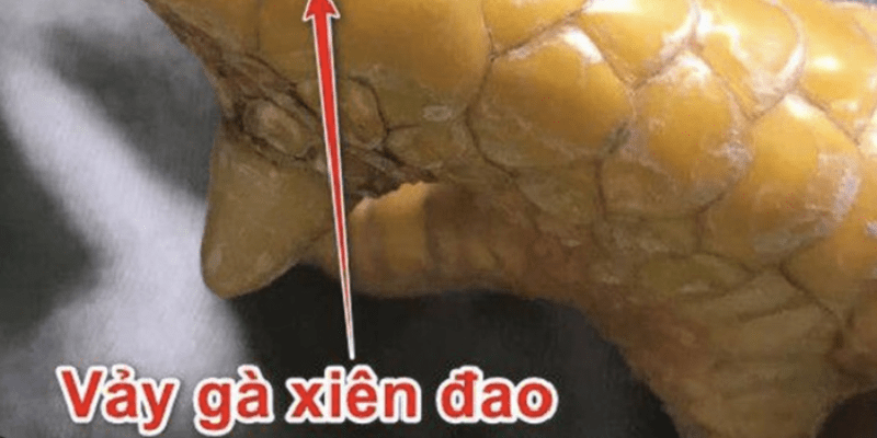 Vảy xuyên đao là gì? 5 loại vảy liên quan đến vảy gà xuyên đao