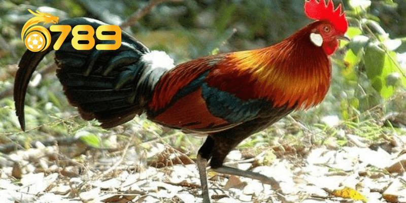 Chiêm bao mơ thấy gà mái đang đẻ trứng