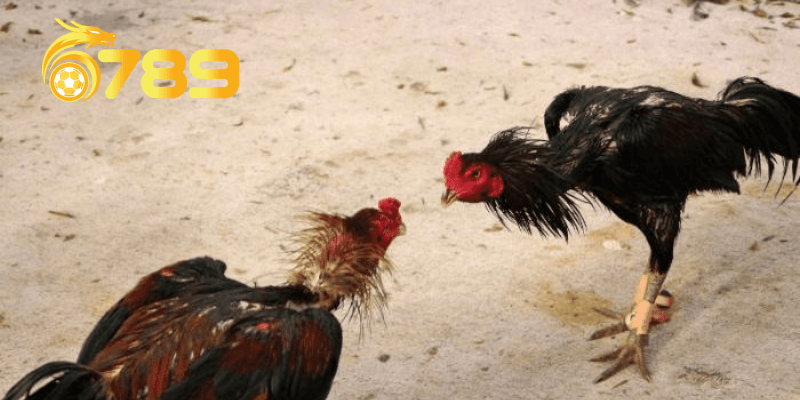 Chọn gà đá thông qua tướng ngủ, đi và đứng