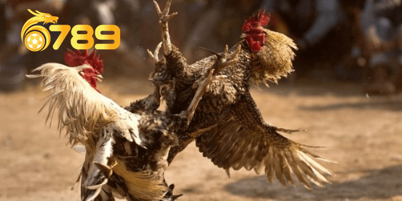 Xem đá gà trực tiếp tại 6789.ad được nhiều kê thủ quan tâm