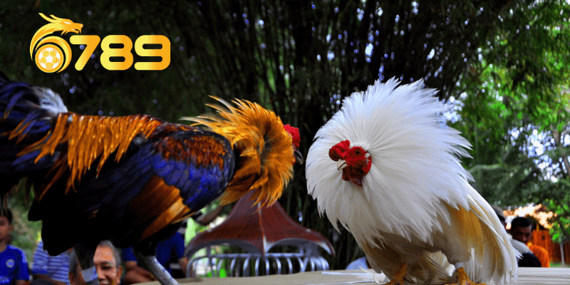 Cách xem trực tiếp đá gà tại 6789.ad luôn được người chơi lựa chọn