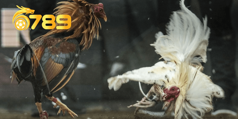 Cung cấp đến đa dạng các trận đấu và hình thức đặt cược