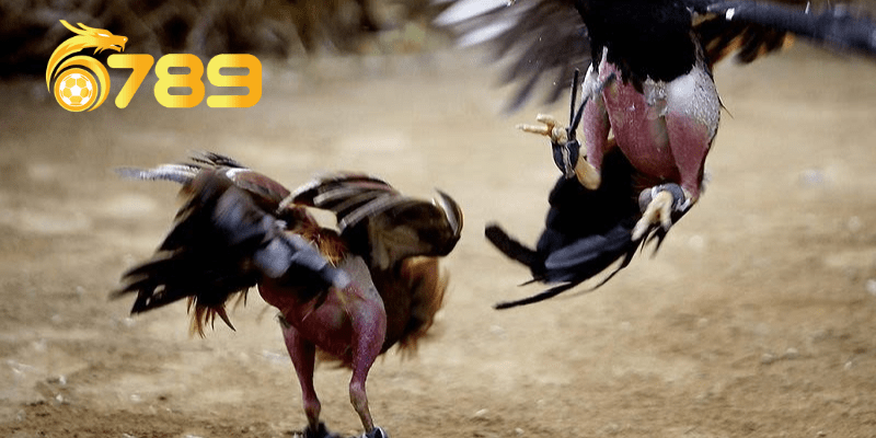 Hướng dẫn cách xem trực tiếp đá gà và tham gia đặt cược tại 6789.ad