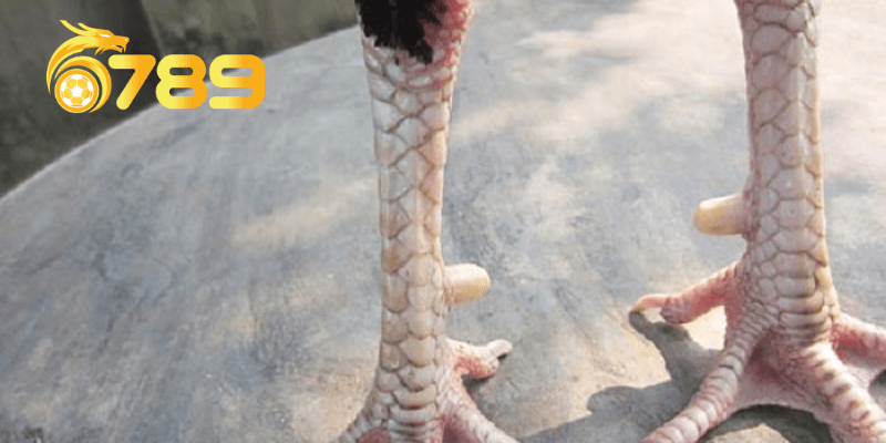 Cách nhận biết gà có vảy khai vương là gì?