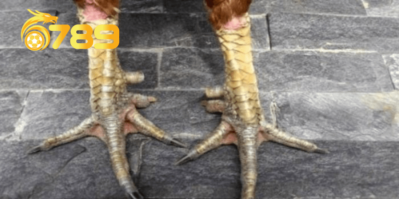Tầm quan trọng của vảy khai vương đối với gà đá 