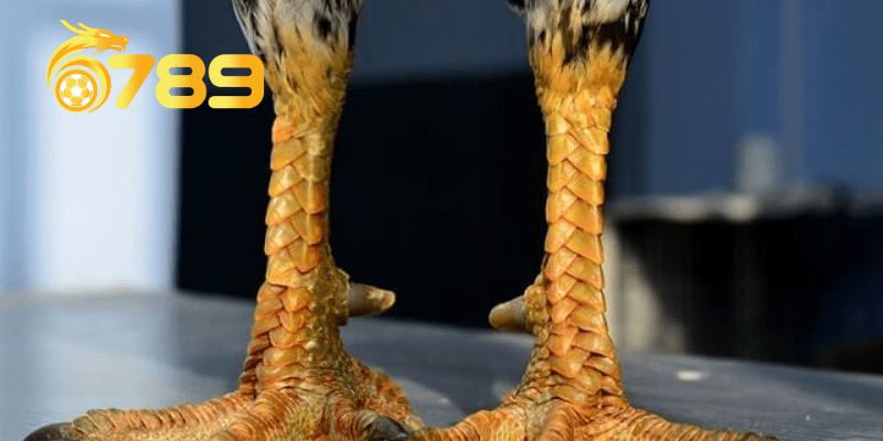 Có những loại vảy gà vương nào hiện nay