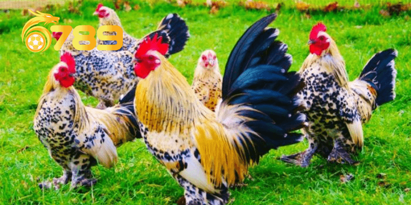 Nằm mơ thấy gà là giấc mơ hên hay xui