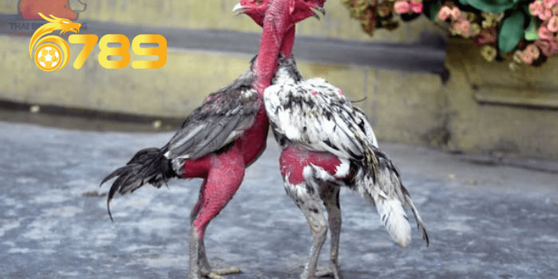 Thuốc trị bệnh cho gà - bệnh đậu gà