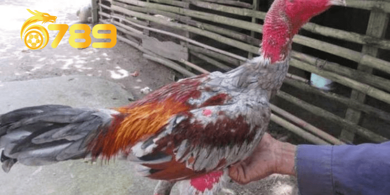 Thuốc trị bệnh đường ruột cho gà 