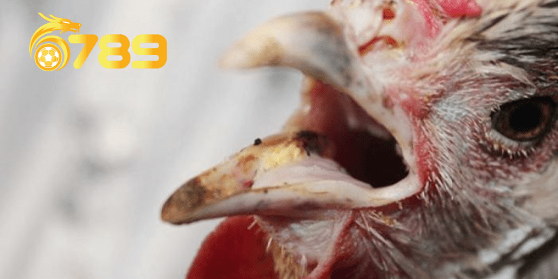 Sử dụng thuốc trị bệnh cho gà cần lưu ý gì?