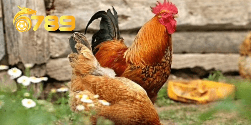 Chiêm bao mơ thấy gà đánh con gì để có may mắn