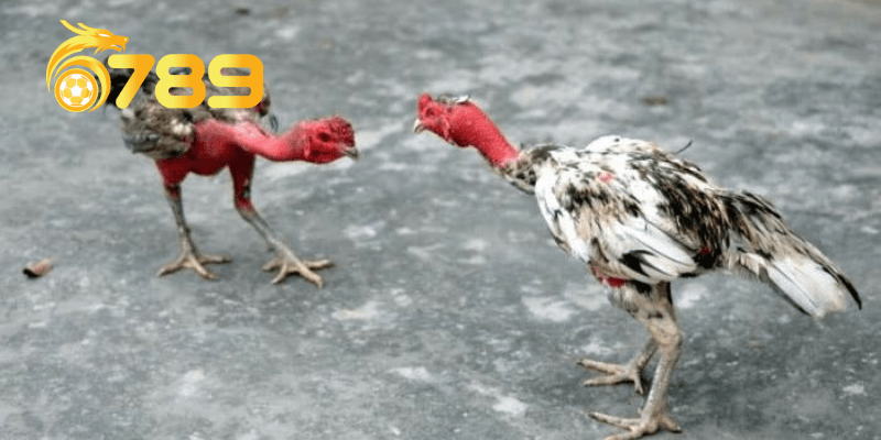 Xem tướng gà - một trong những kinh nghiệm chọn gà đá quan trọng