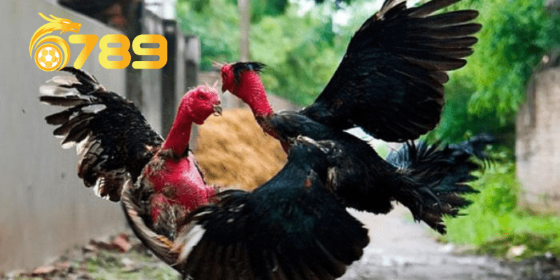 Kinh nghiệm chọn gà đá dựa vào màu lông của gà đá