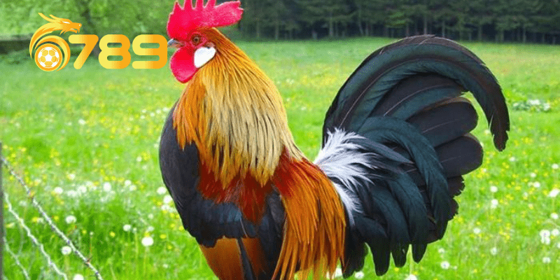 Giải mã chiêm bao nằm mơ thấy gà có điềm báo gì?