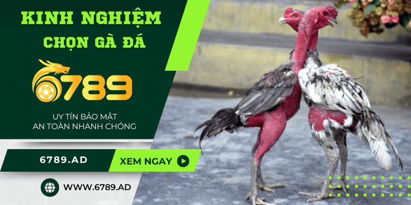 5 kinh nghiệm chọn gà đá mà các chiến kê không thể bỏ qua